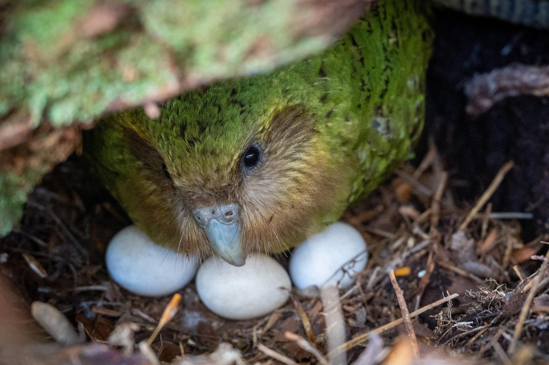 In this photo provided by the Dept. of Conservation, New Zealand, Kakapo, Kohengi sits with her three eggs, on Anchor Island, Pukenui, New Zealand, Feb. 3, 2026.