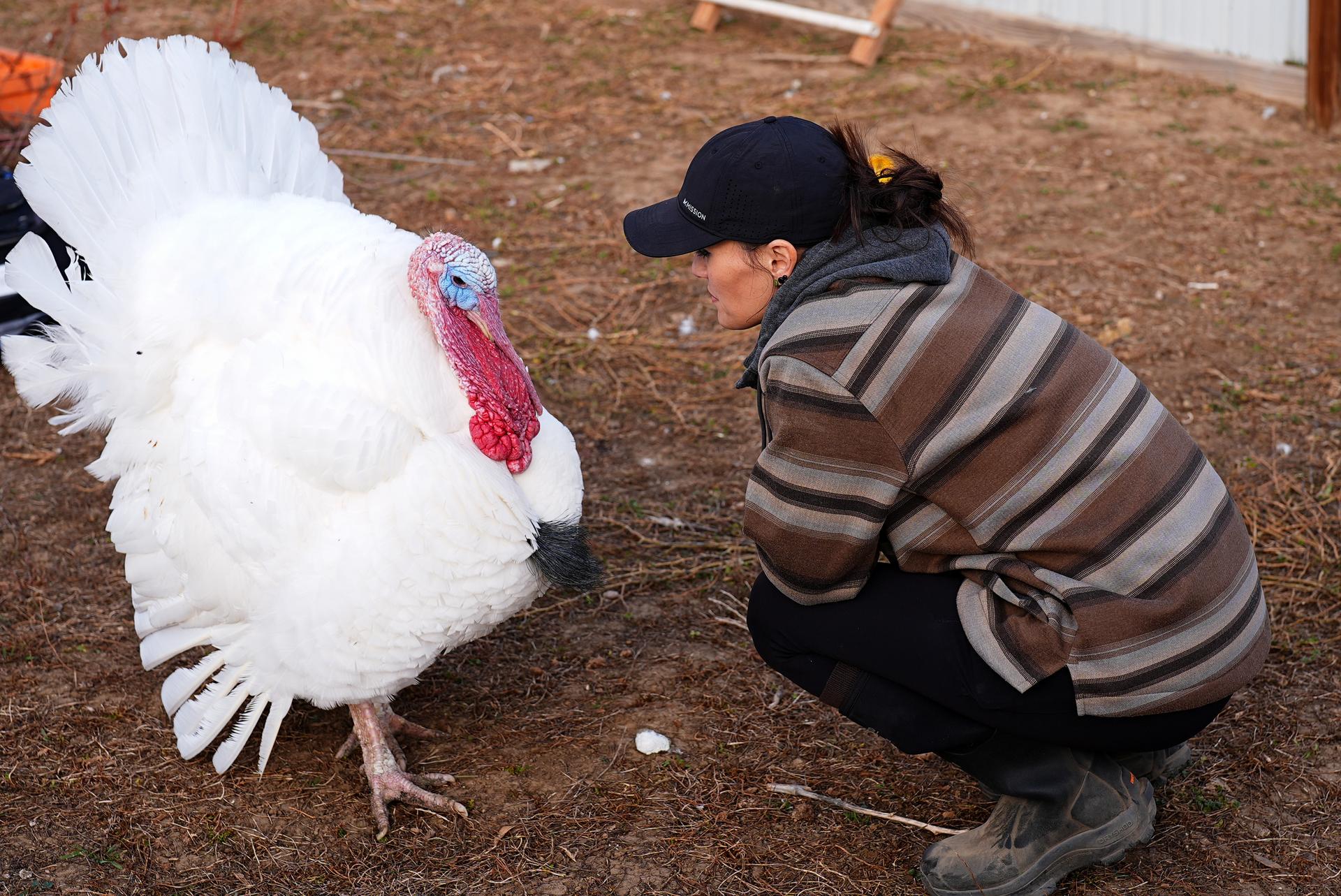 Kelly Nix, executive director of Luvin Arms Animal Sanctuary, confers with a pardoned tom turkey named Gus at the sanctuary, Friday, in Erie, Colo.