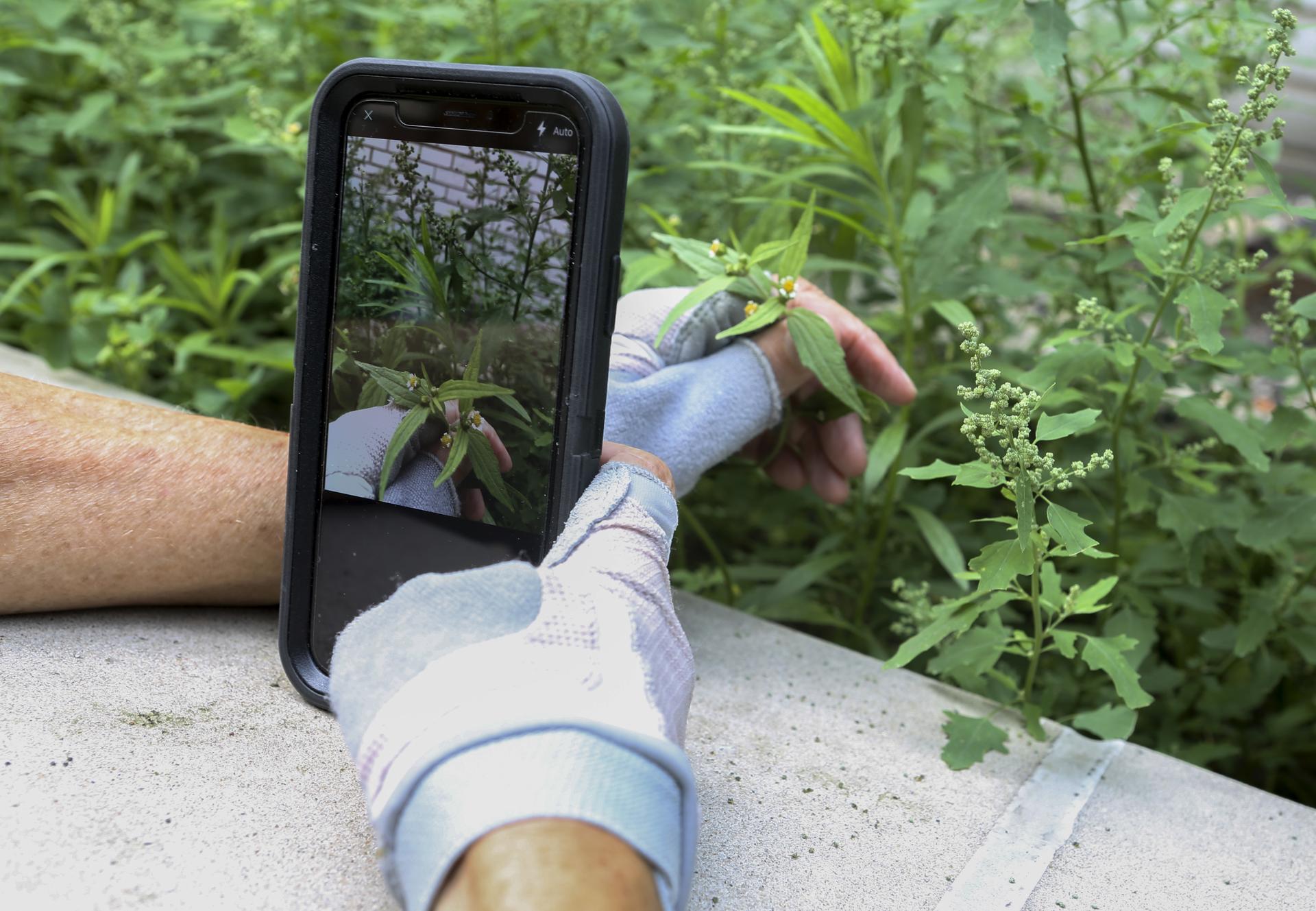 A weed known as 'shaggy soldier' is added to iNaturalist in the New York City EcoFlora project in 2018.
