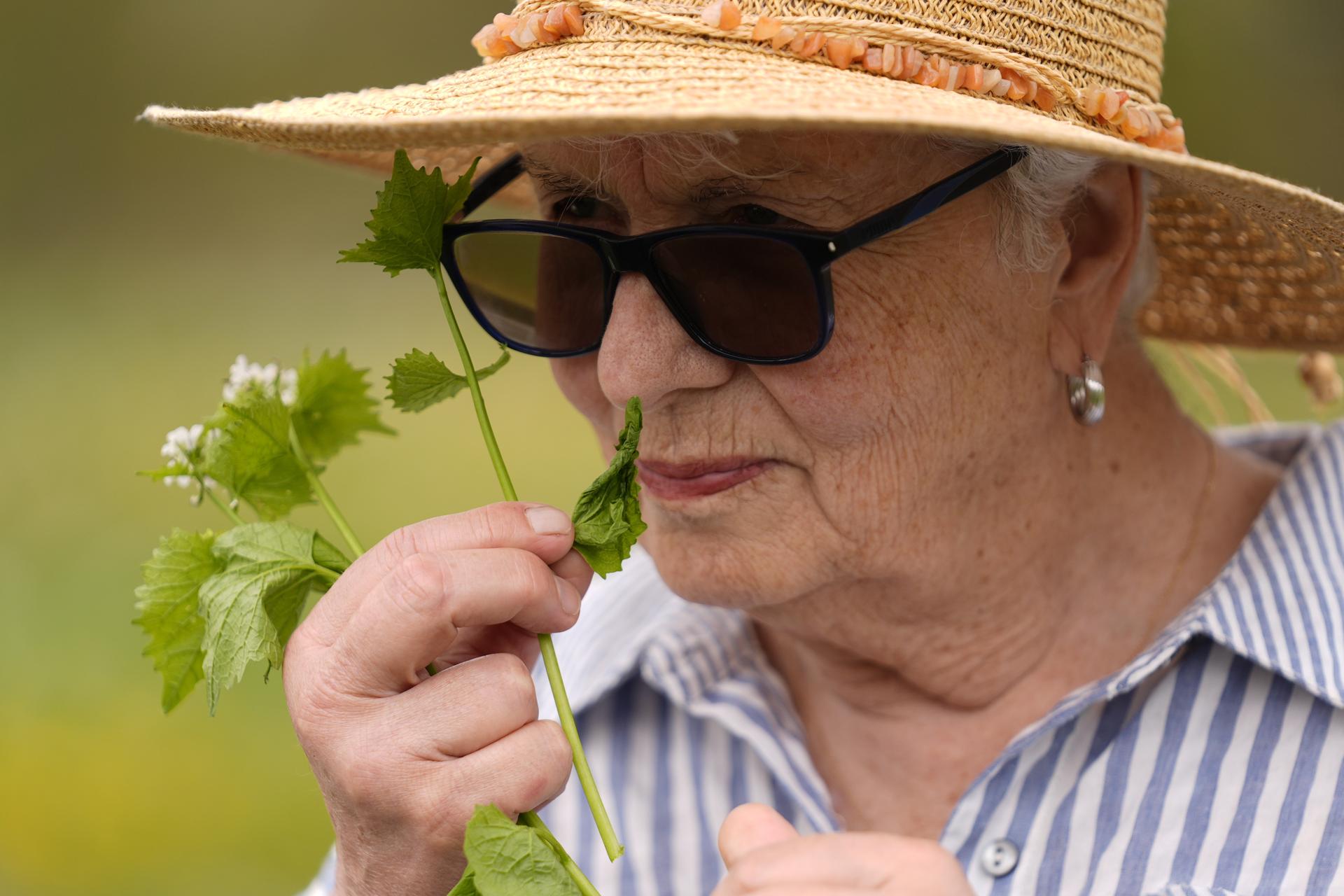 Nelda Quigley, of Beverly, Mass., smells a plant during a foraging class, May 8, 2025, in Wenham, Mass.