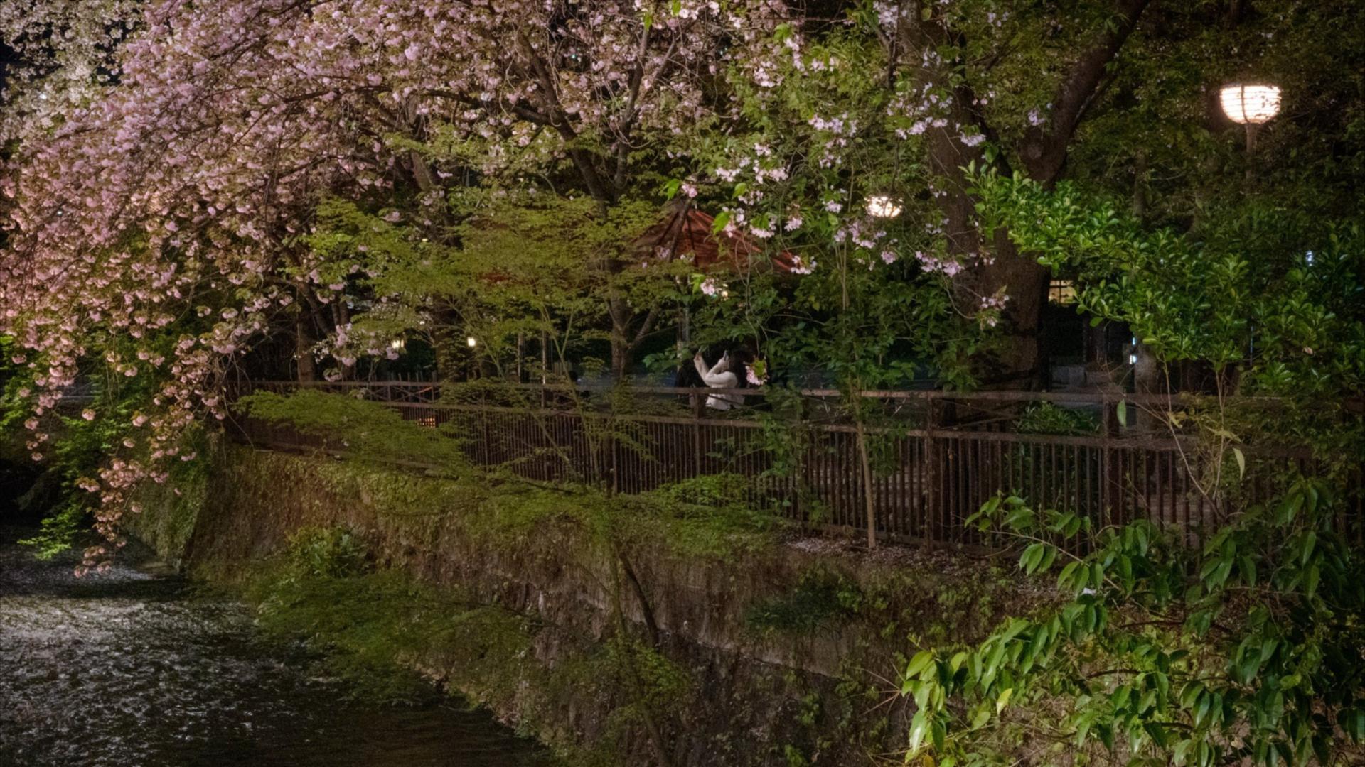 cherry blossoms in Kyoto, Japan