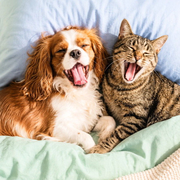 Pet Circle discount codes