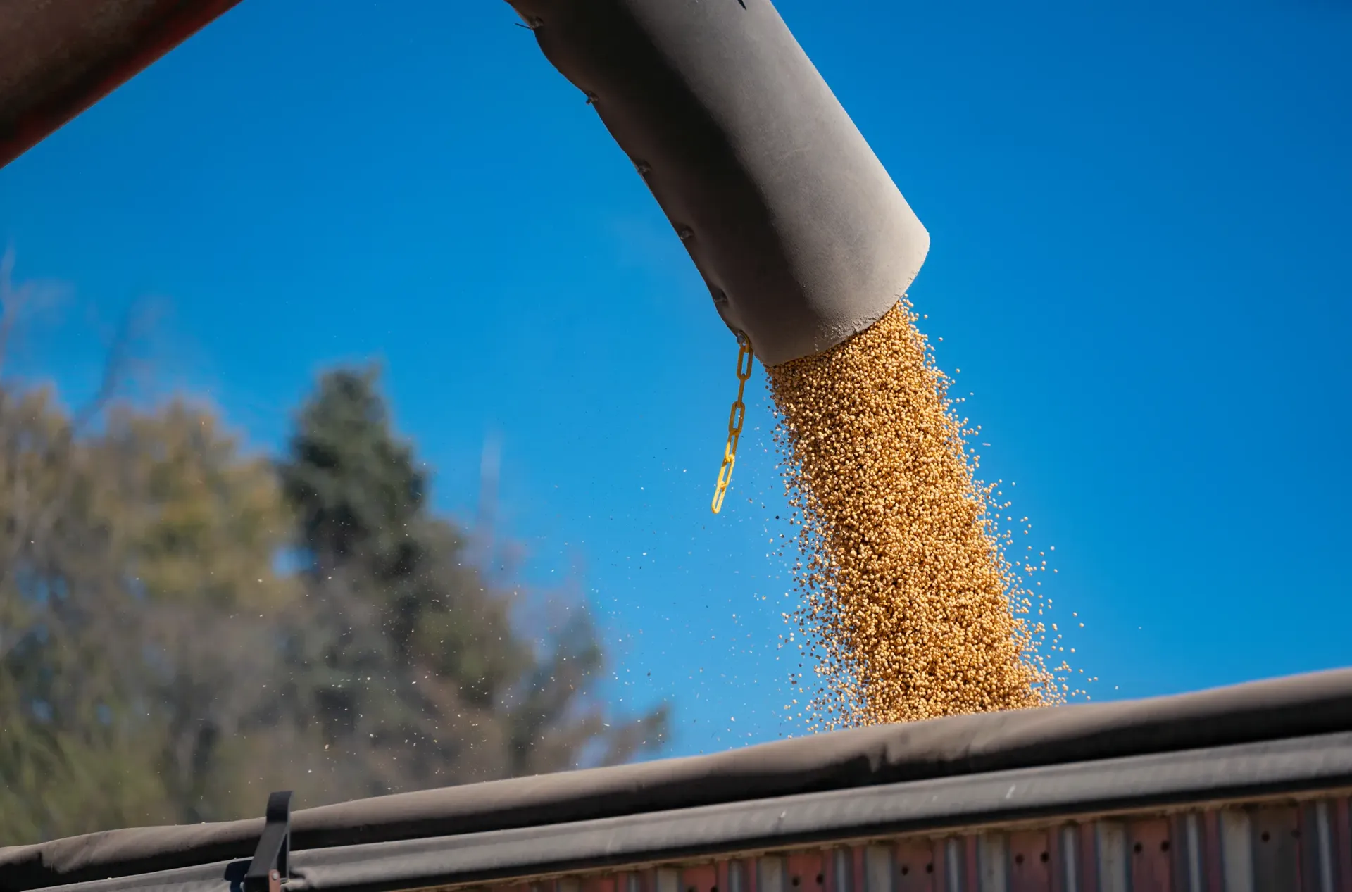 Golden soybeans pouring through the air against a clear blue sky.