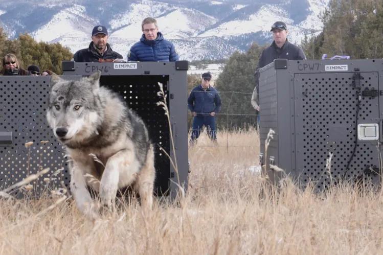 A wolf steps out of a cage into the Colorado wilderness.