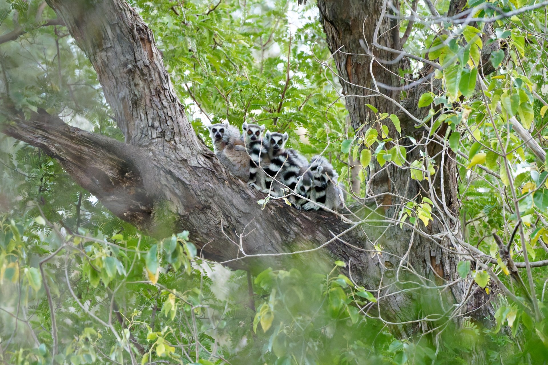 A group of ring-tailed lemurs just waking up in a tree near the village of Ifanato in southwest Madagascar.