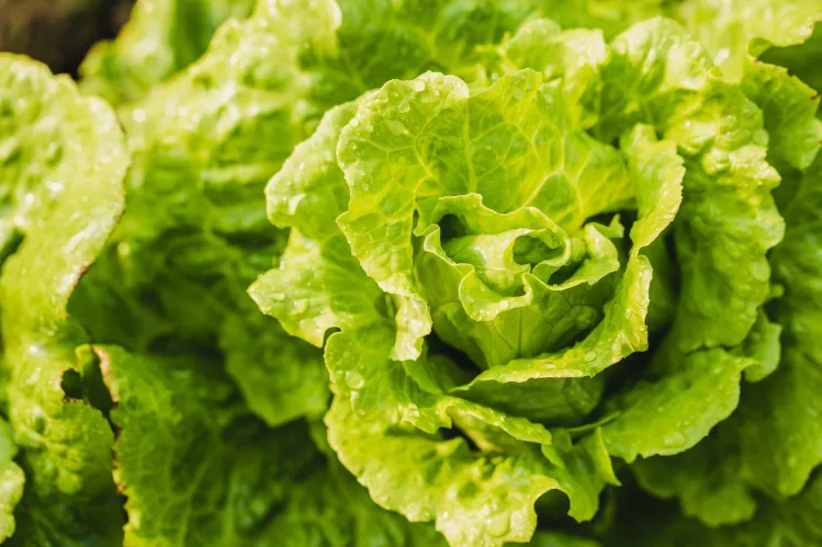 Iceberg lettuce