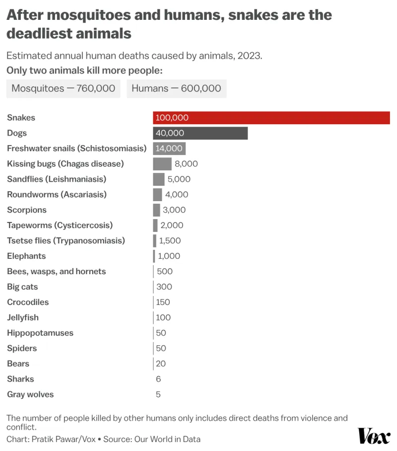 A chart showing which animals cause the most human deaths annually. After mosquitoes and humans, snakes kill the most people at 100,000 per year.
