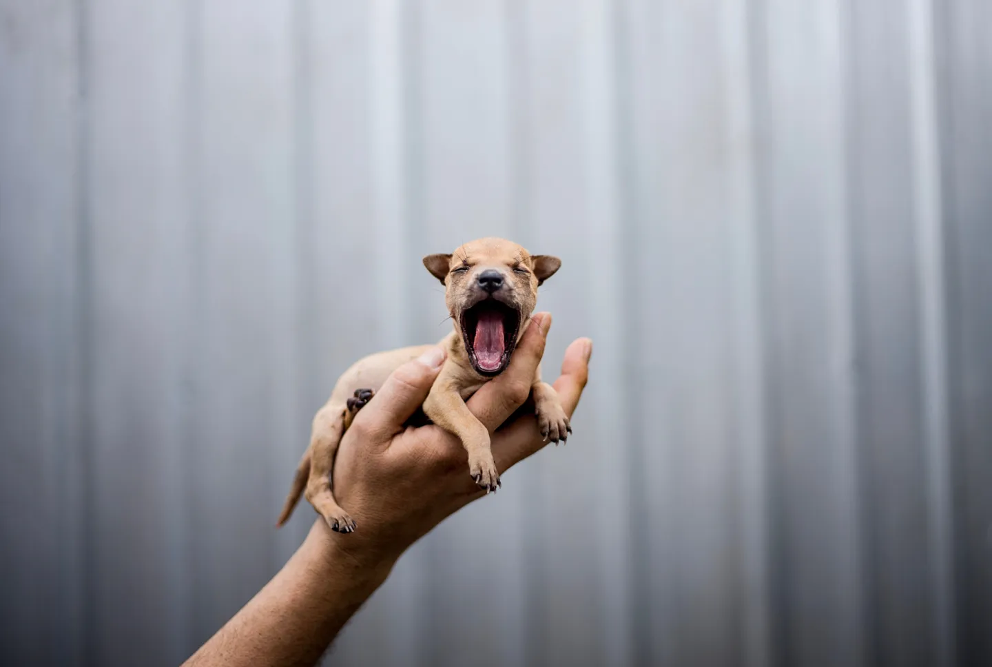 A tiny puppy is held in the palm of a person's hand.