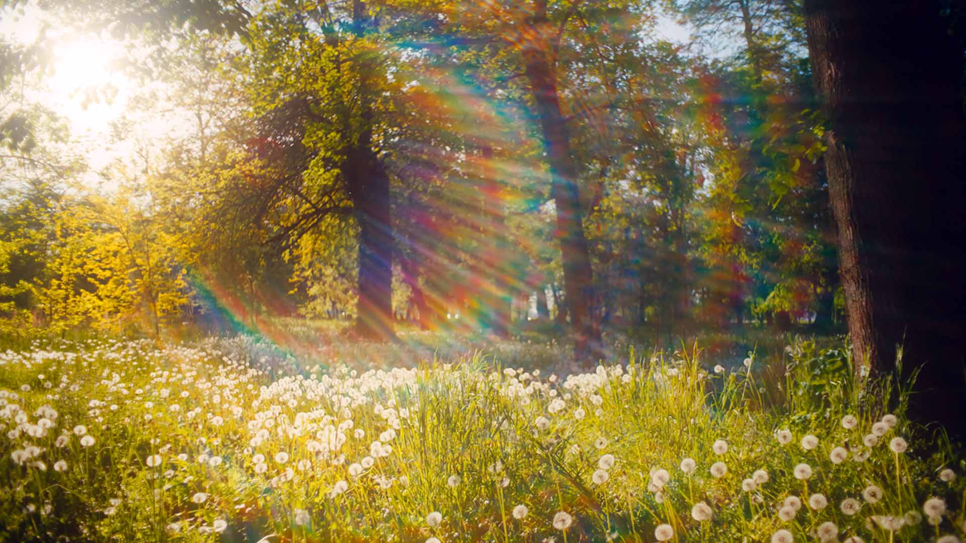 Nature image