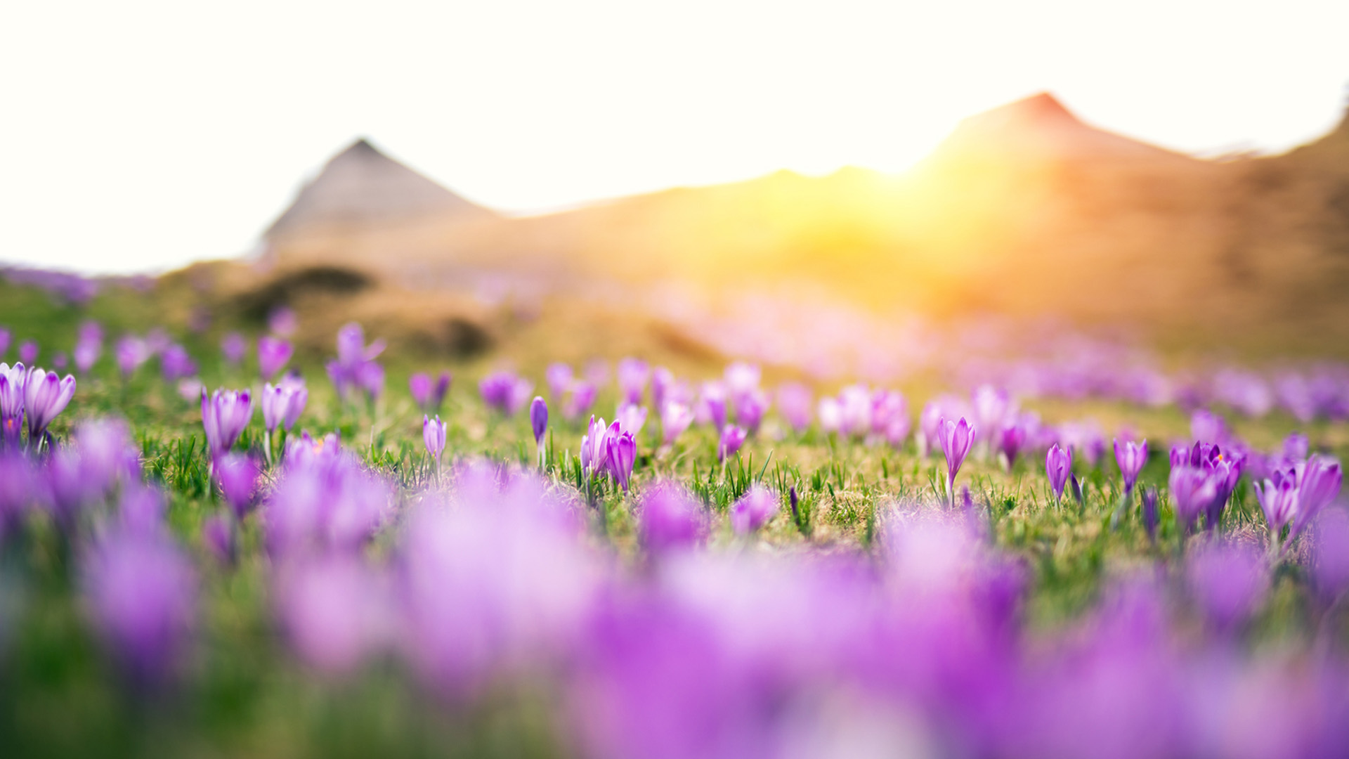 Nature image