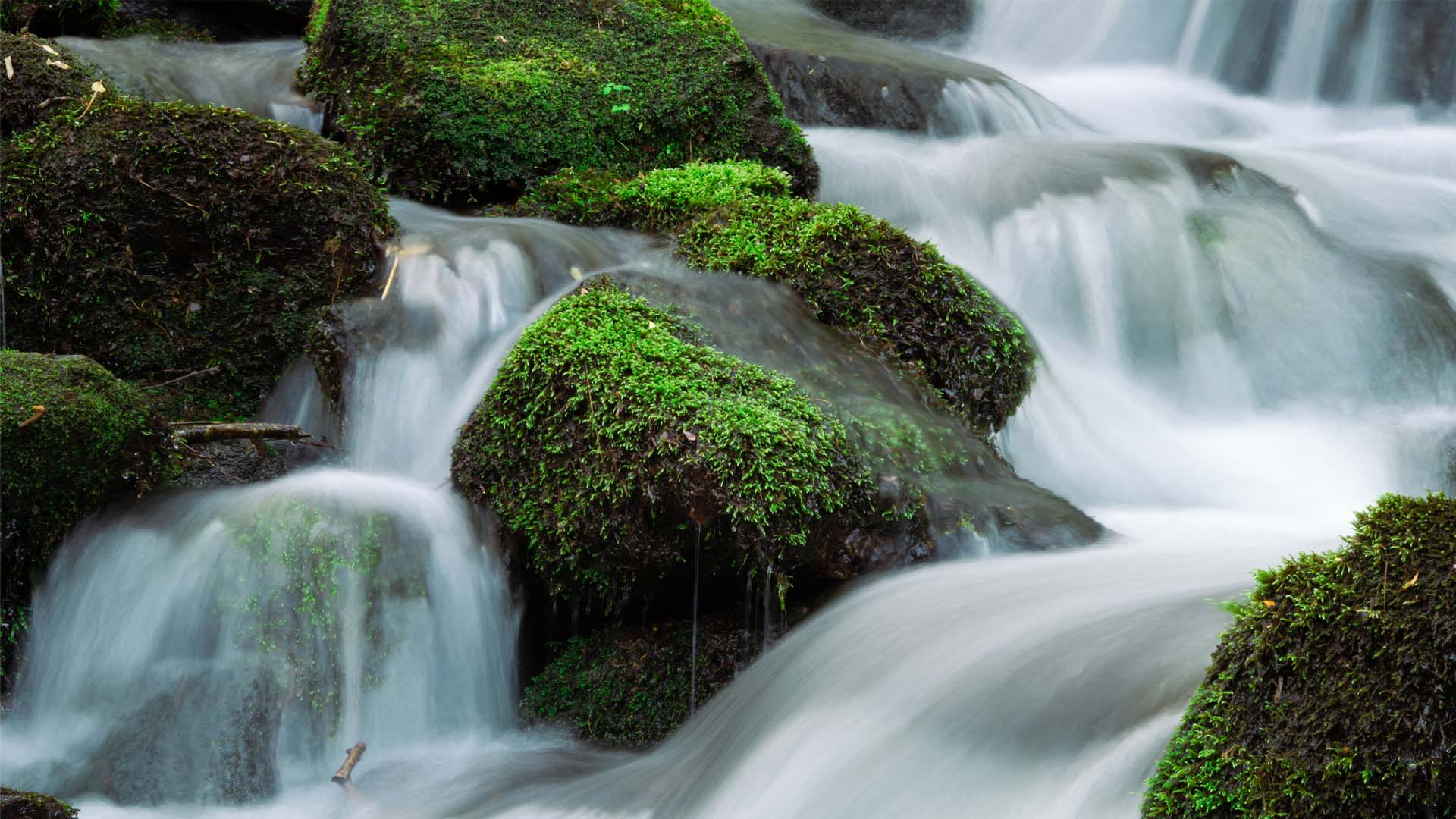 Nature image