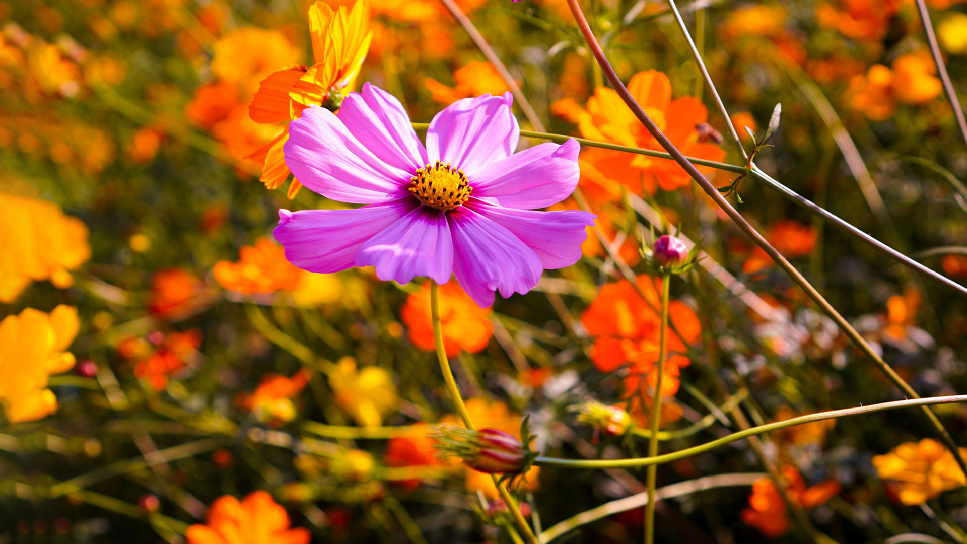 Nature image of flower