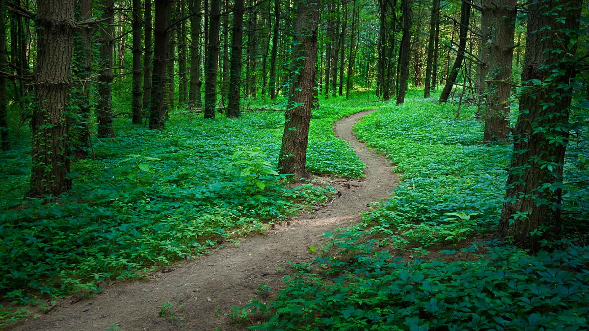 Nature image