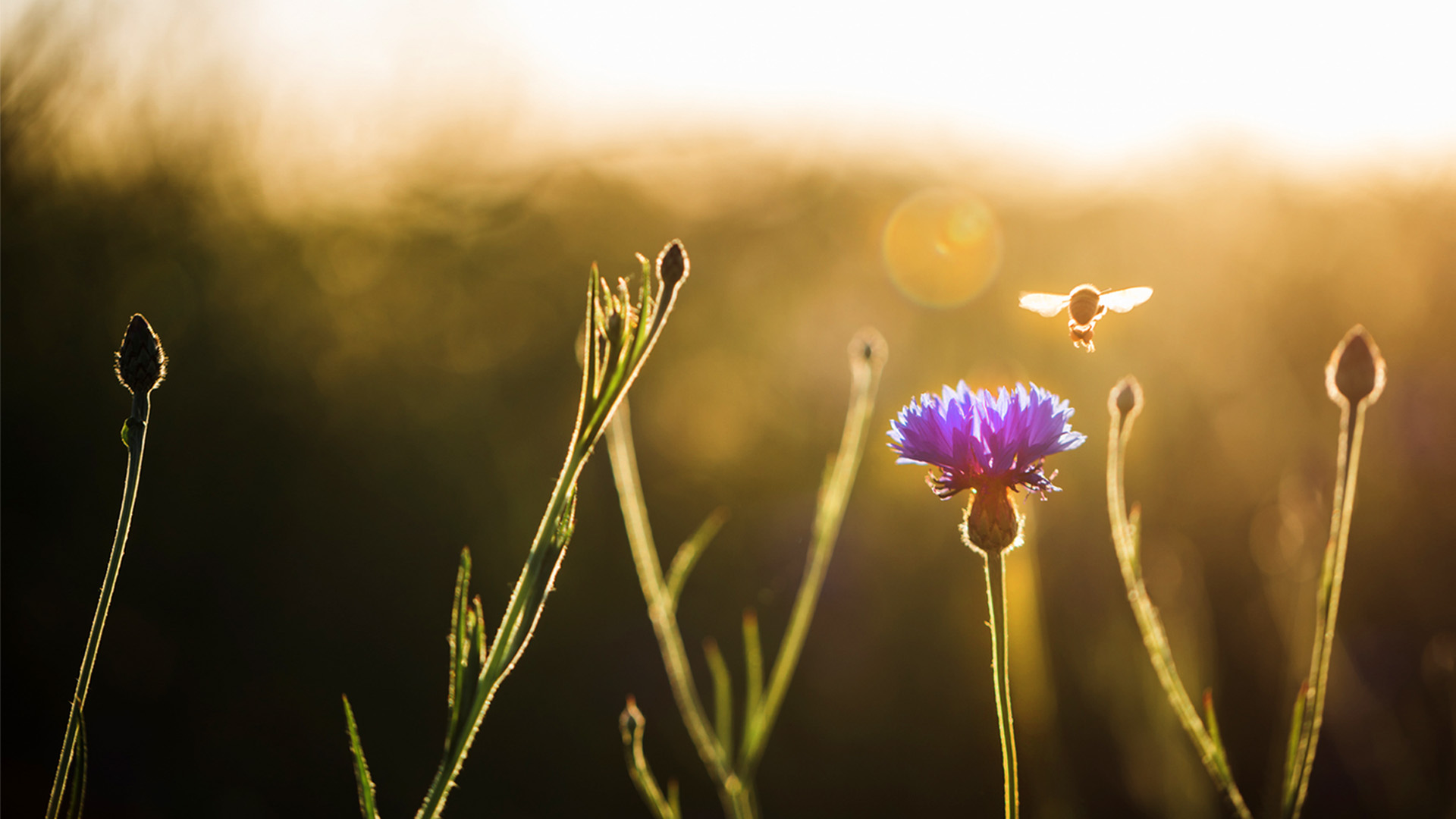 Nature image