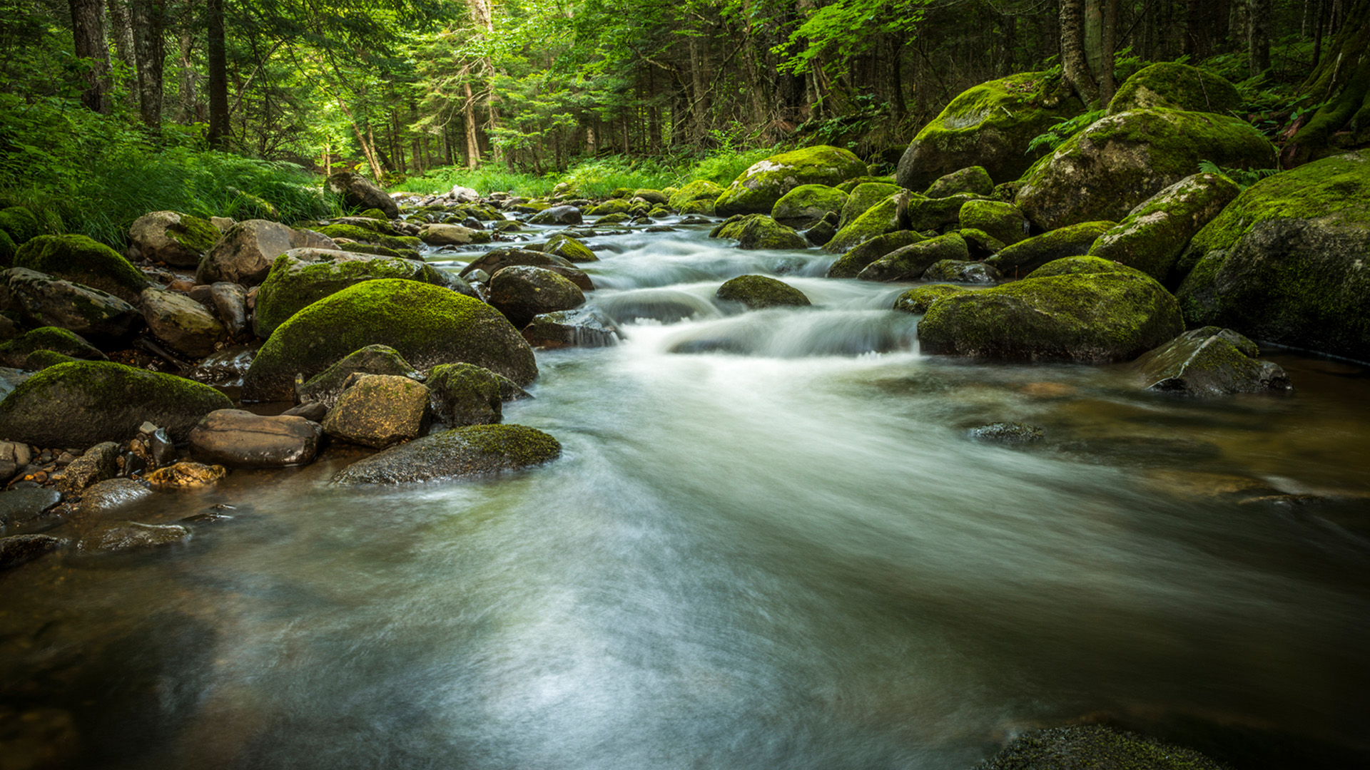 Nature image
