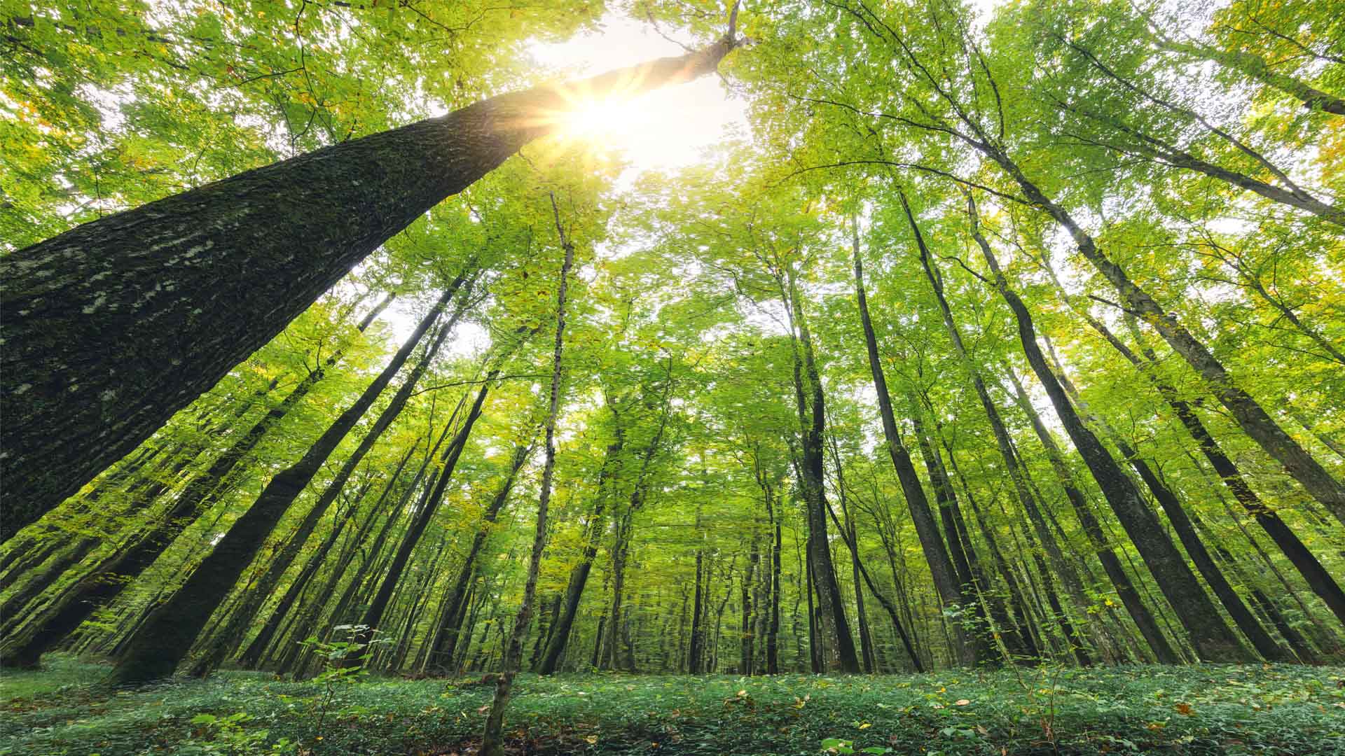 Nature image