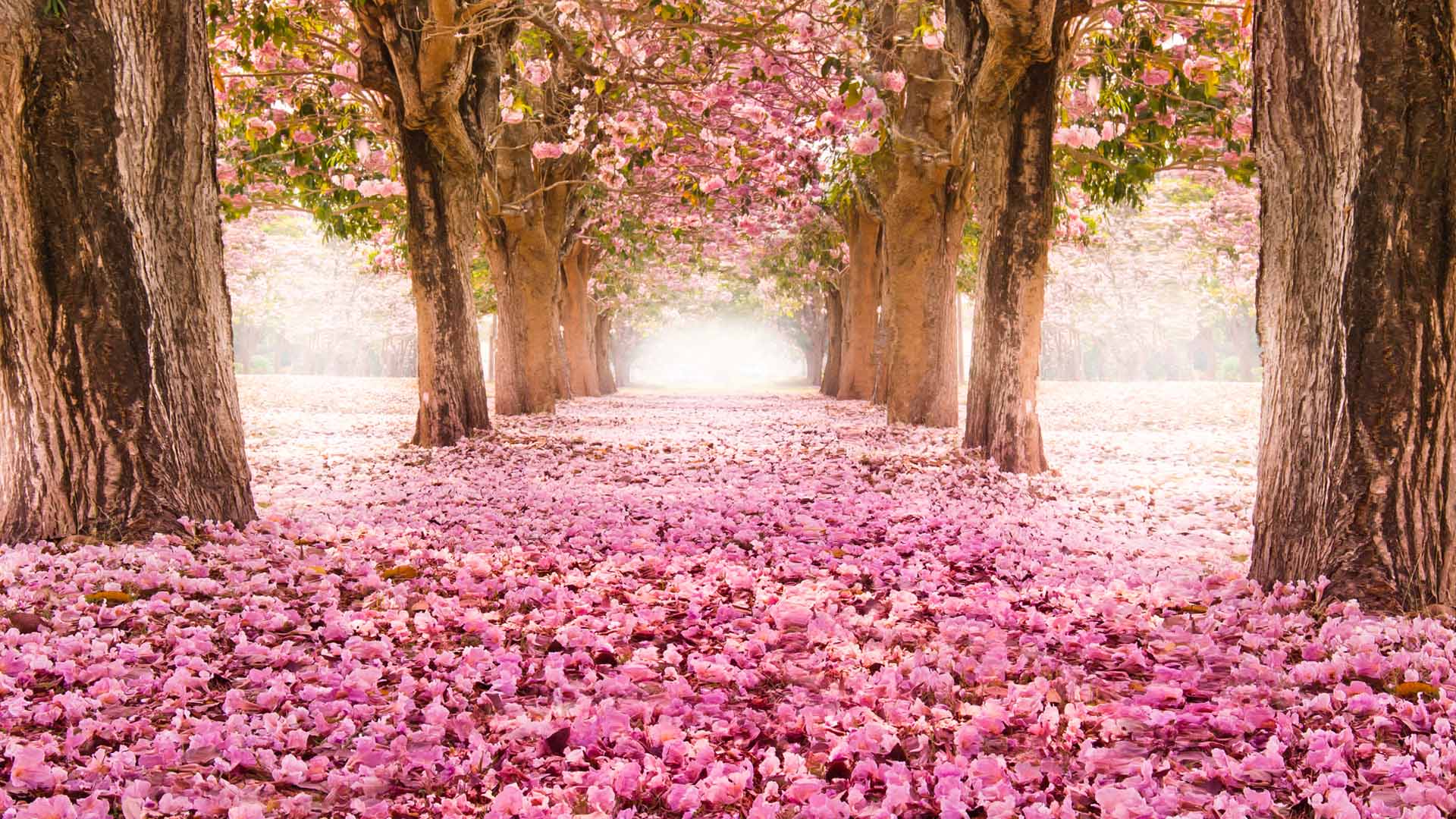 Nature image