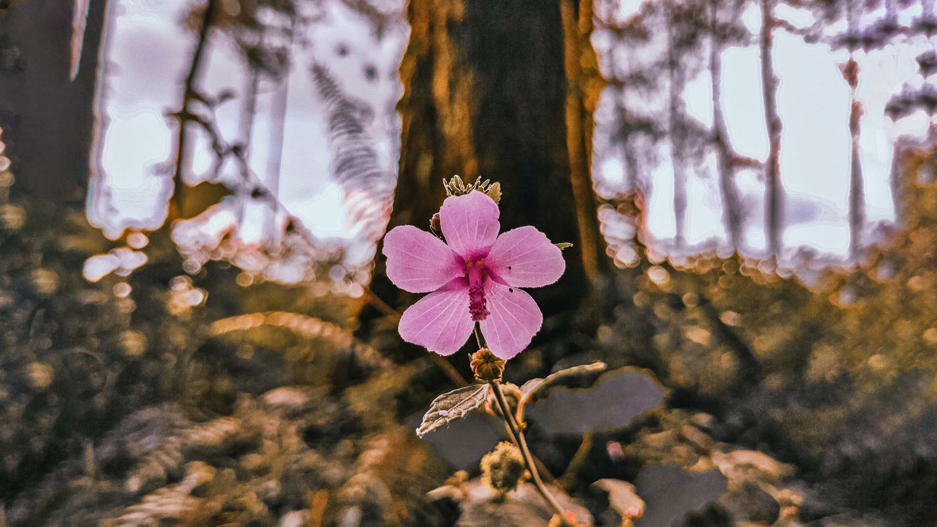Nature image