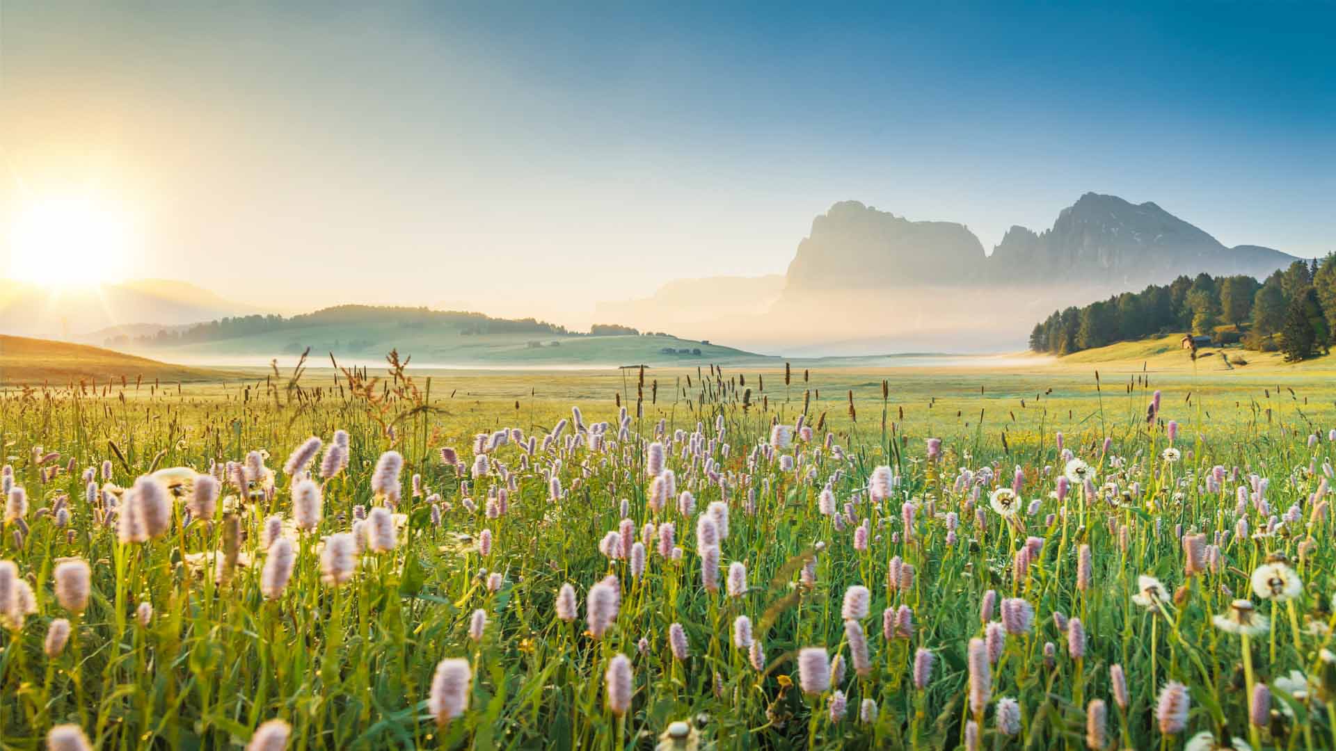 Nature image