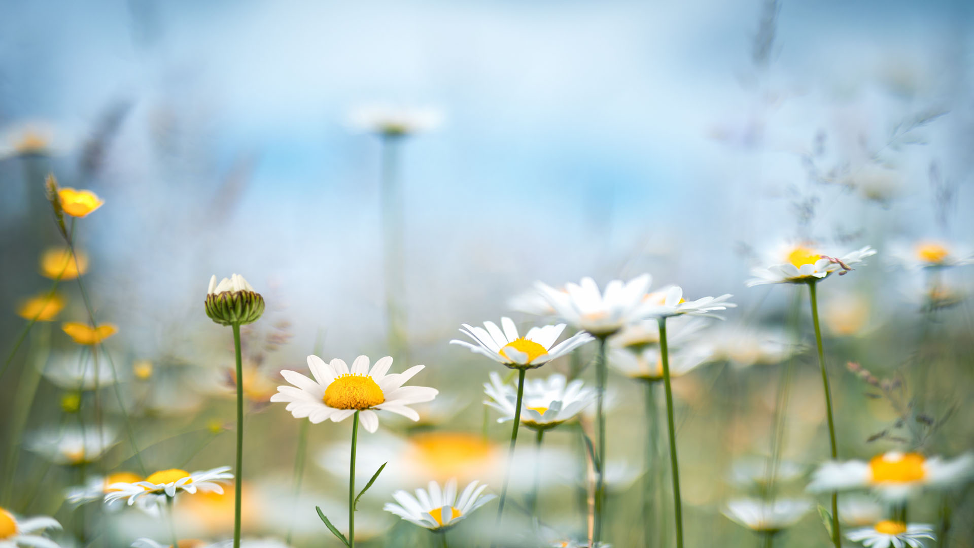 Nature image