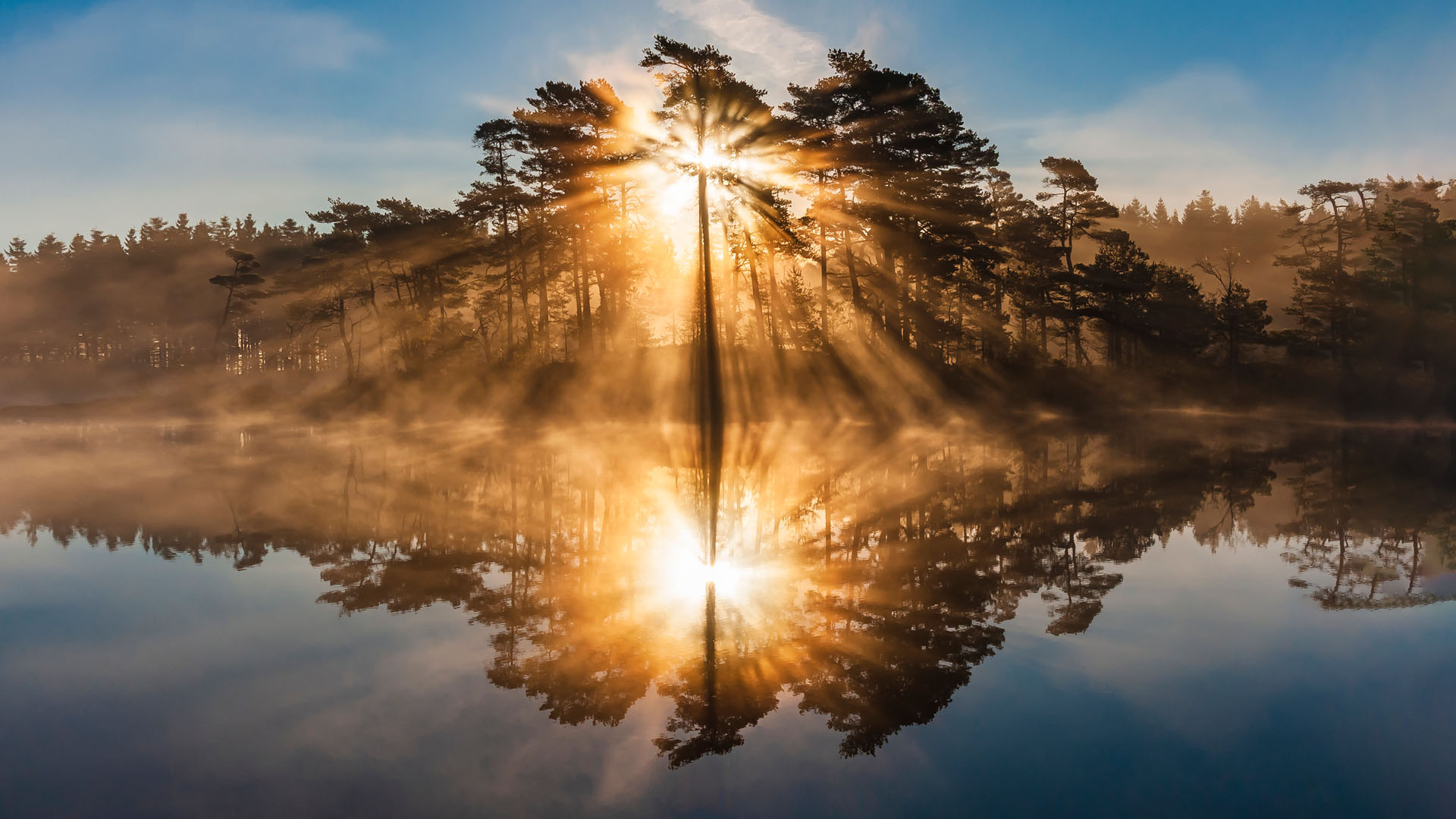 Nature image of flower