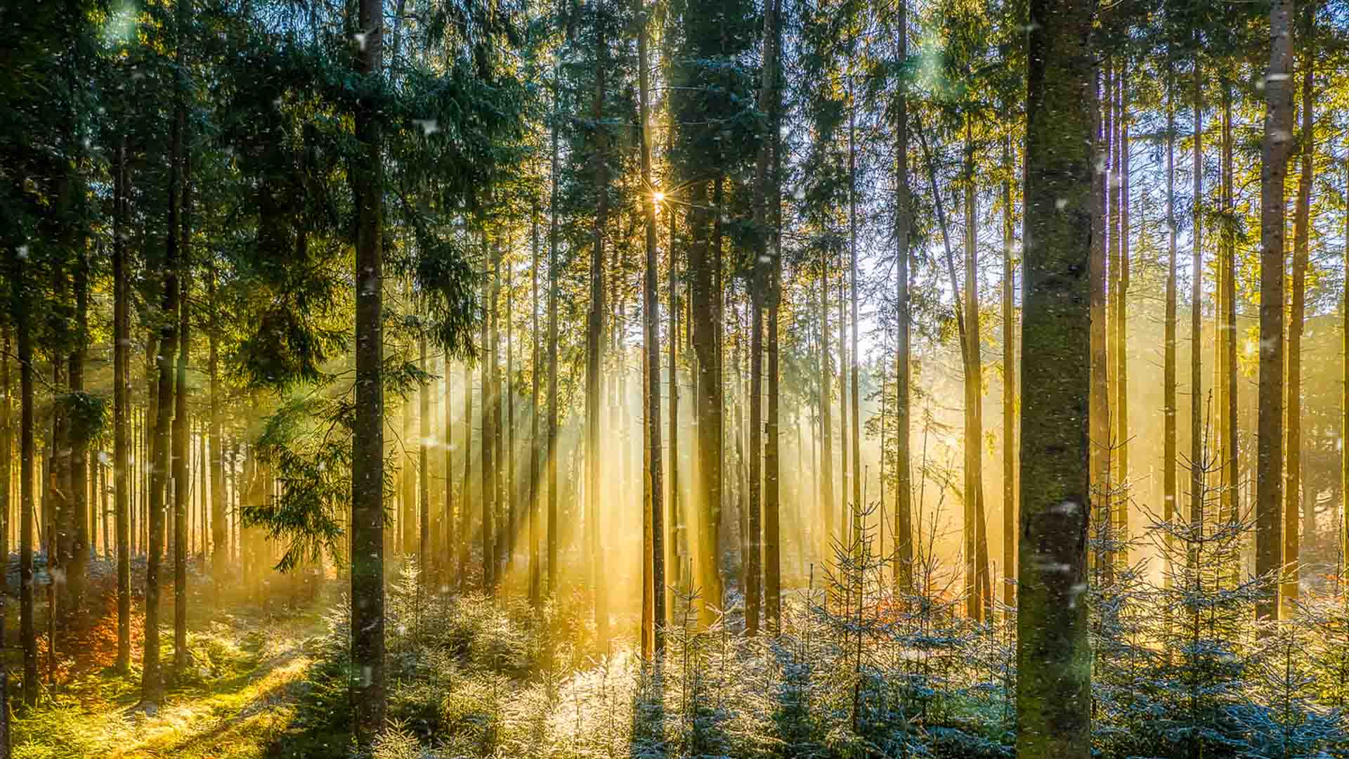 Nature image