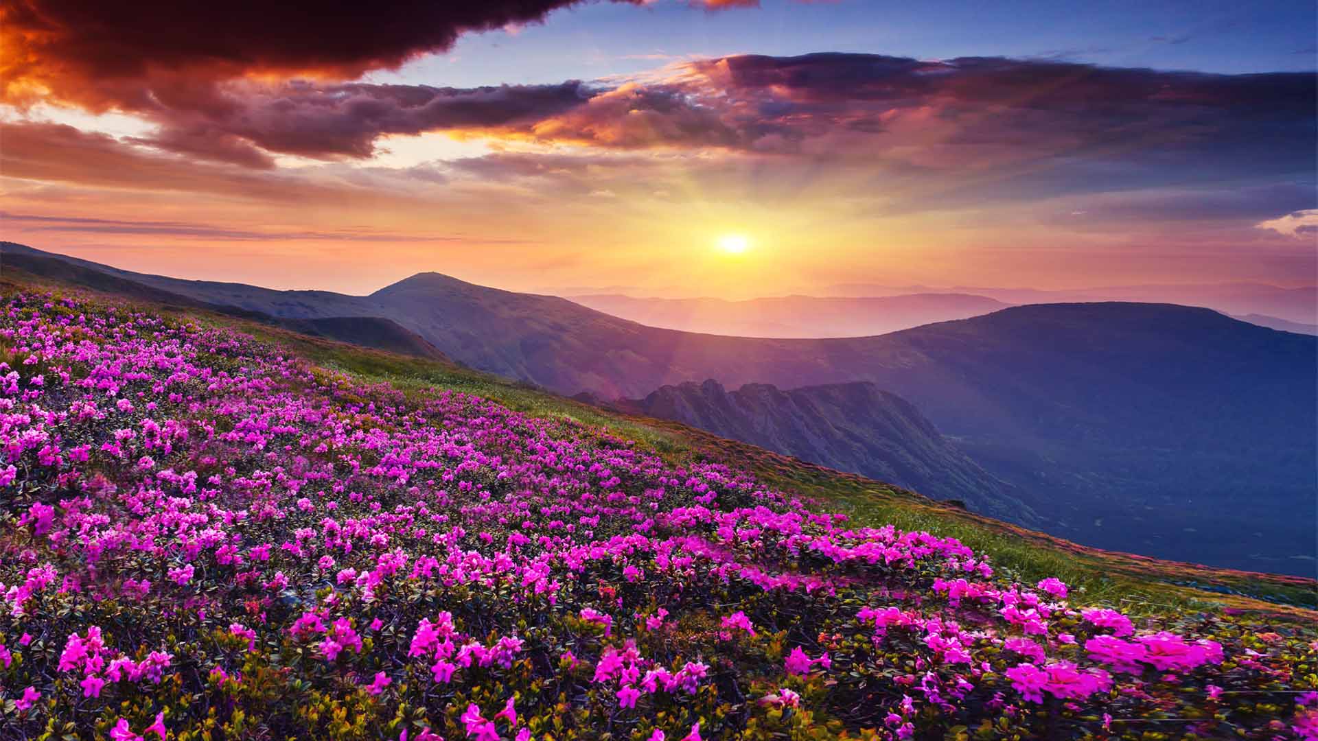 Nature image