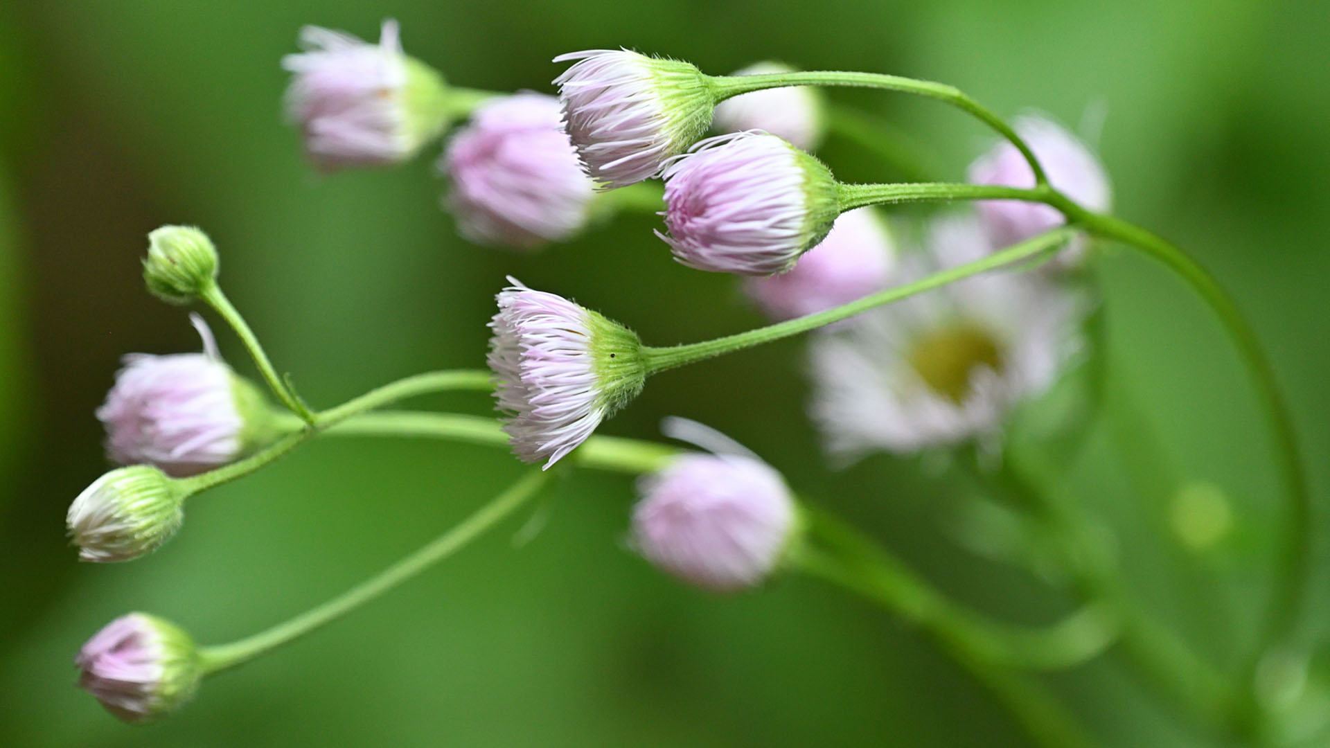 Nature image