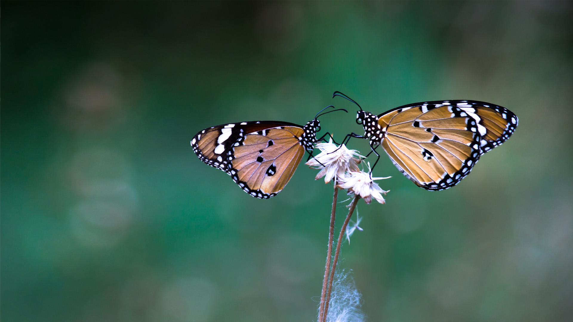 Nature image