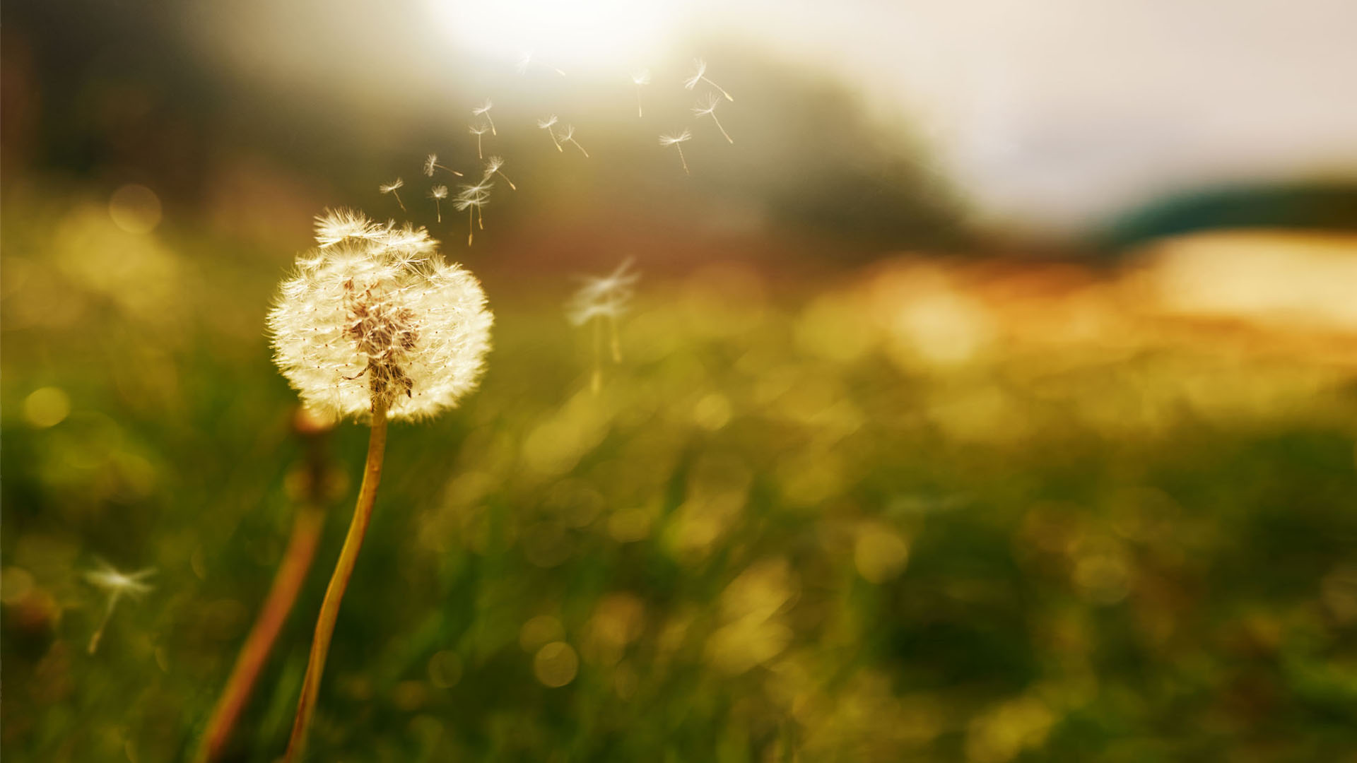 Nature image