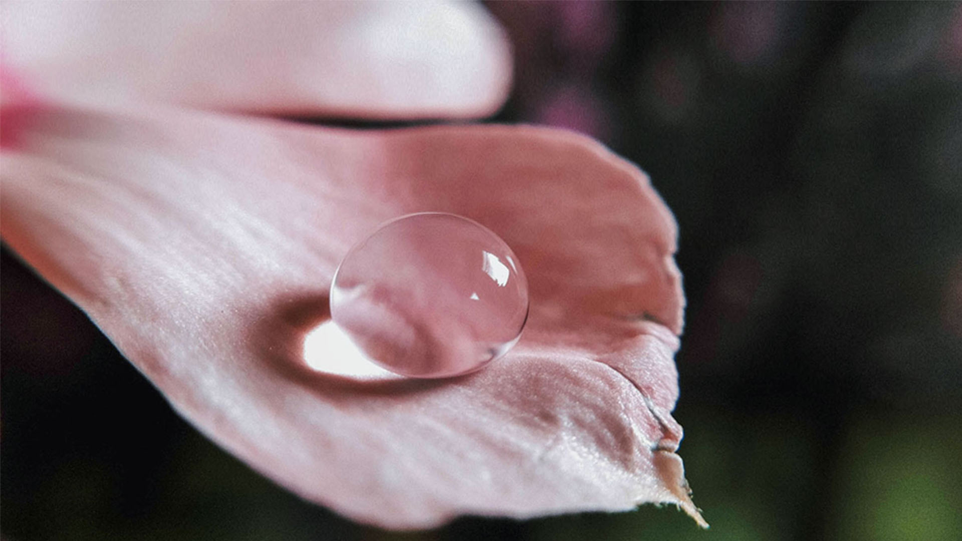 Nature image