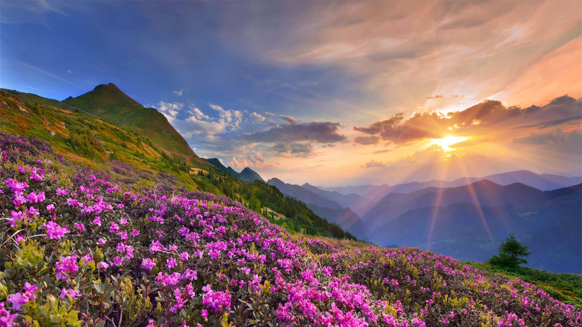Nature image