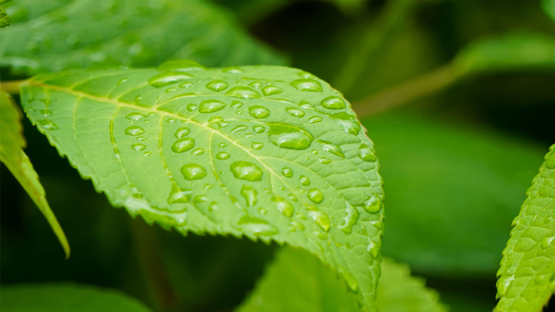 Nature image