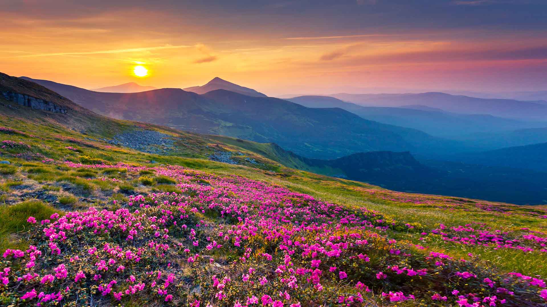 Nature image
