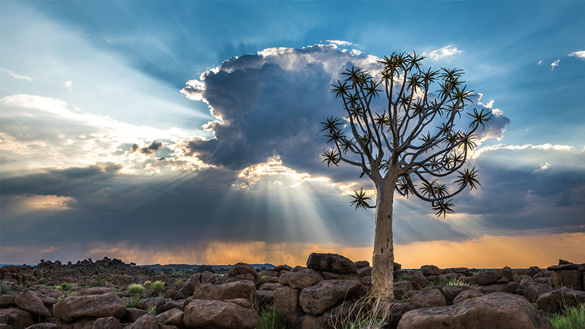 Nature image