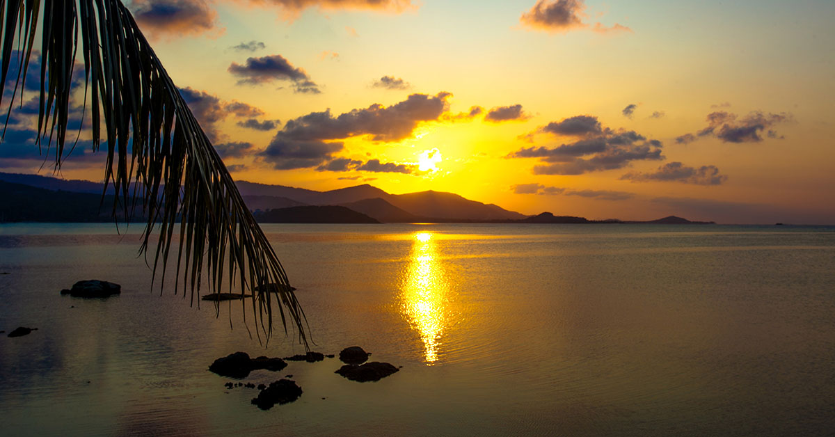 Nature image of flower