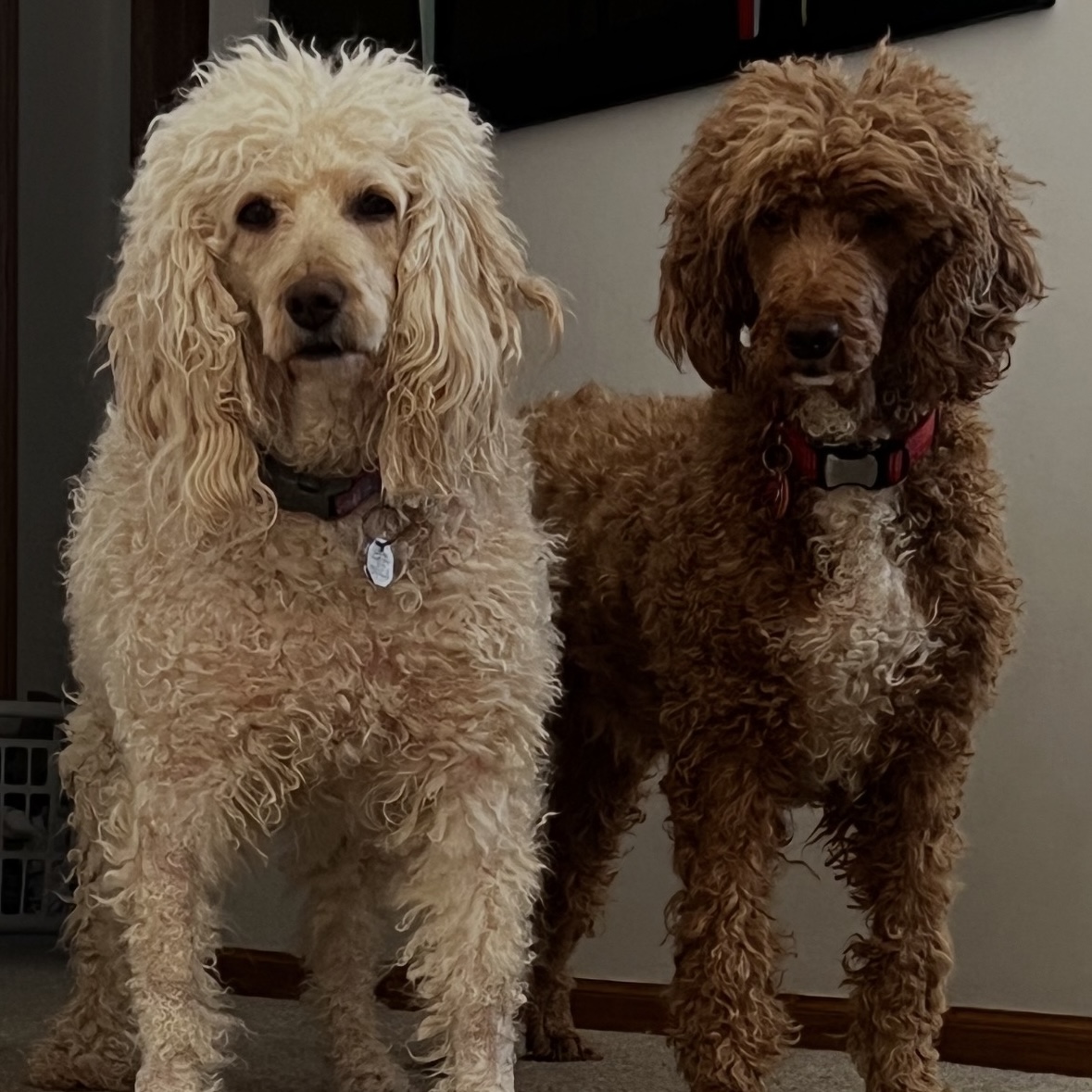 pet photo of the week