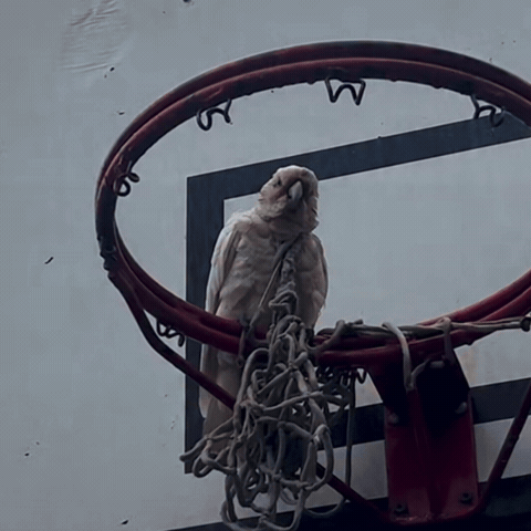 gif of the week