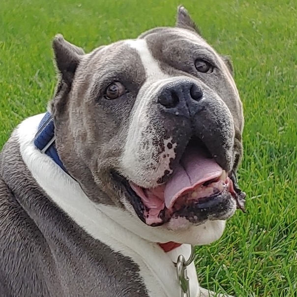 pet photo of the week