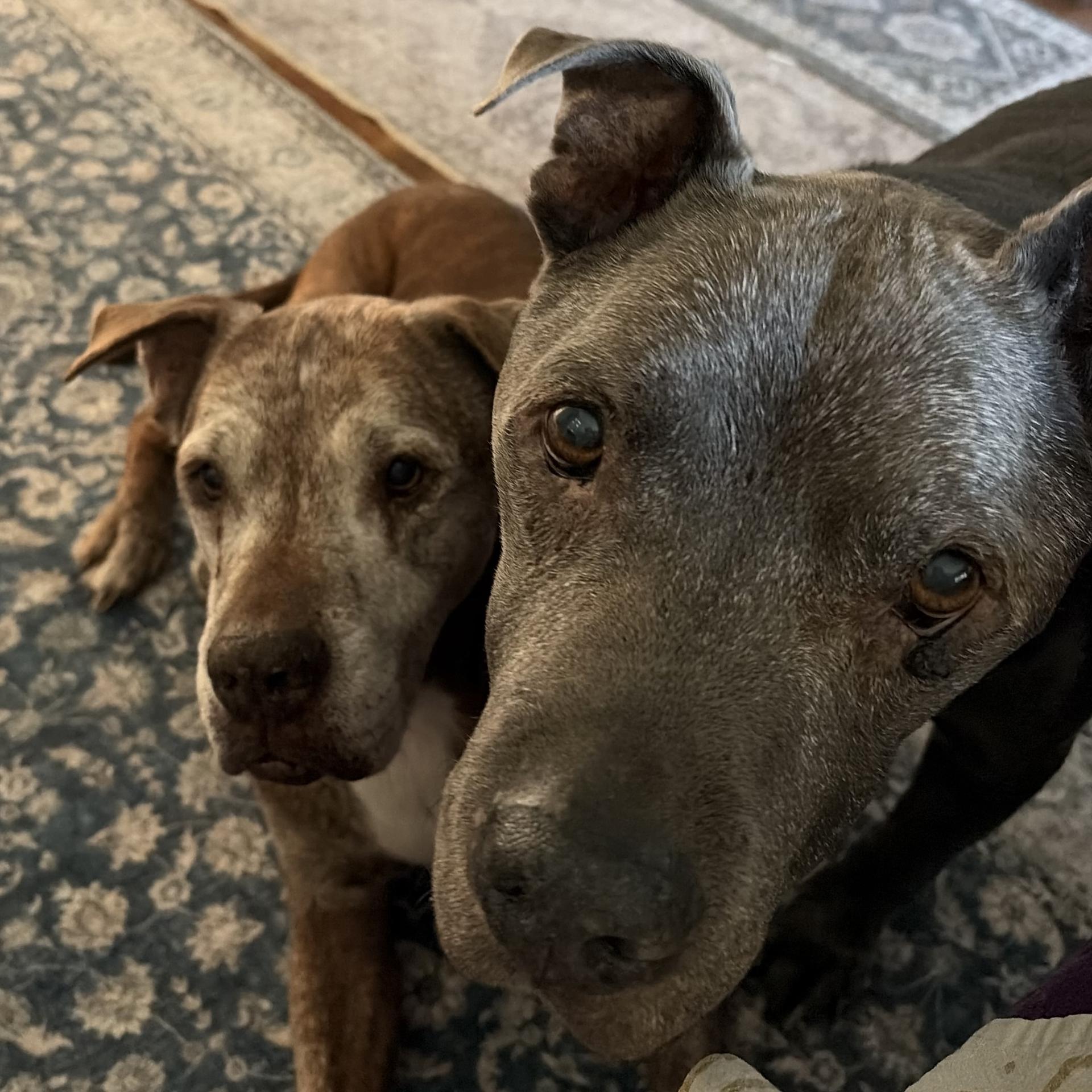pet photo of the week