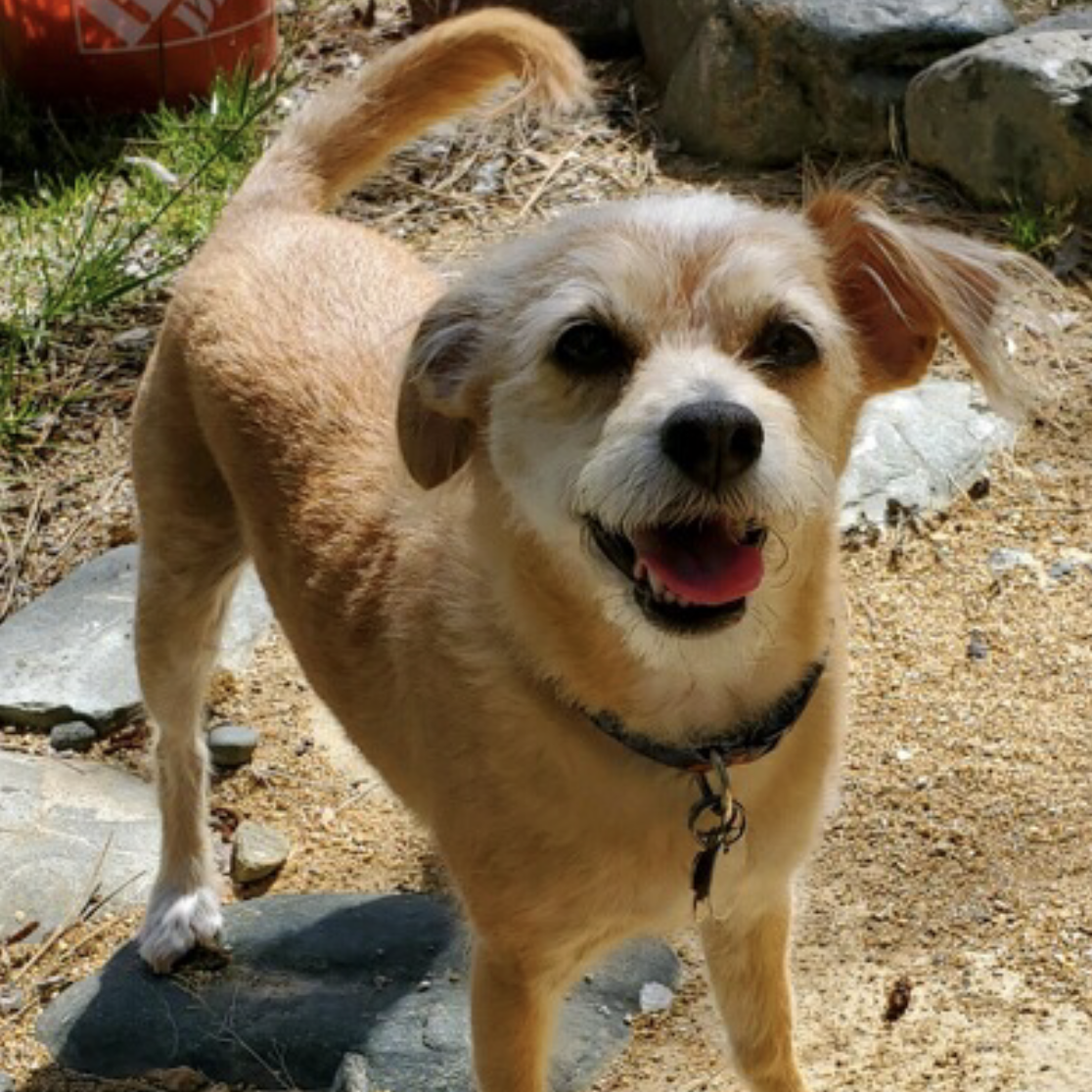 pet photo of the week