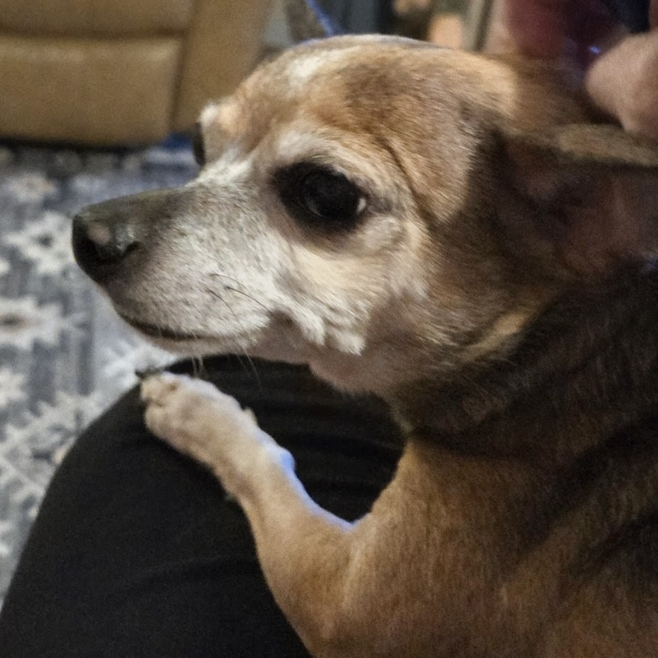 pet photo of the week