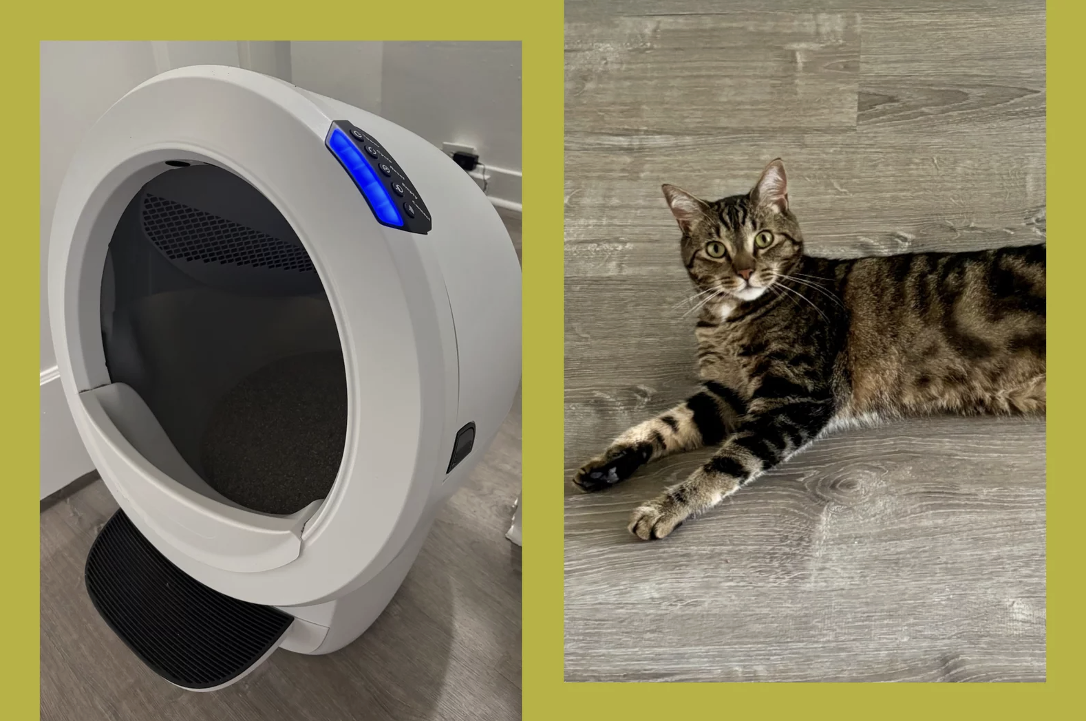 This Litter-Robot Made My Least Favorite Chore Disappear