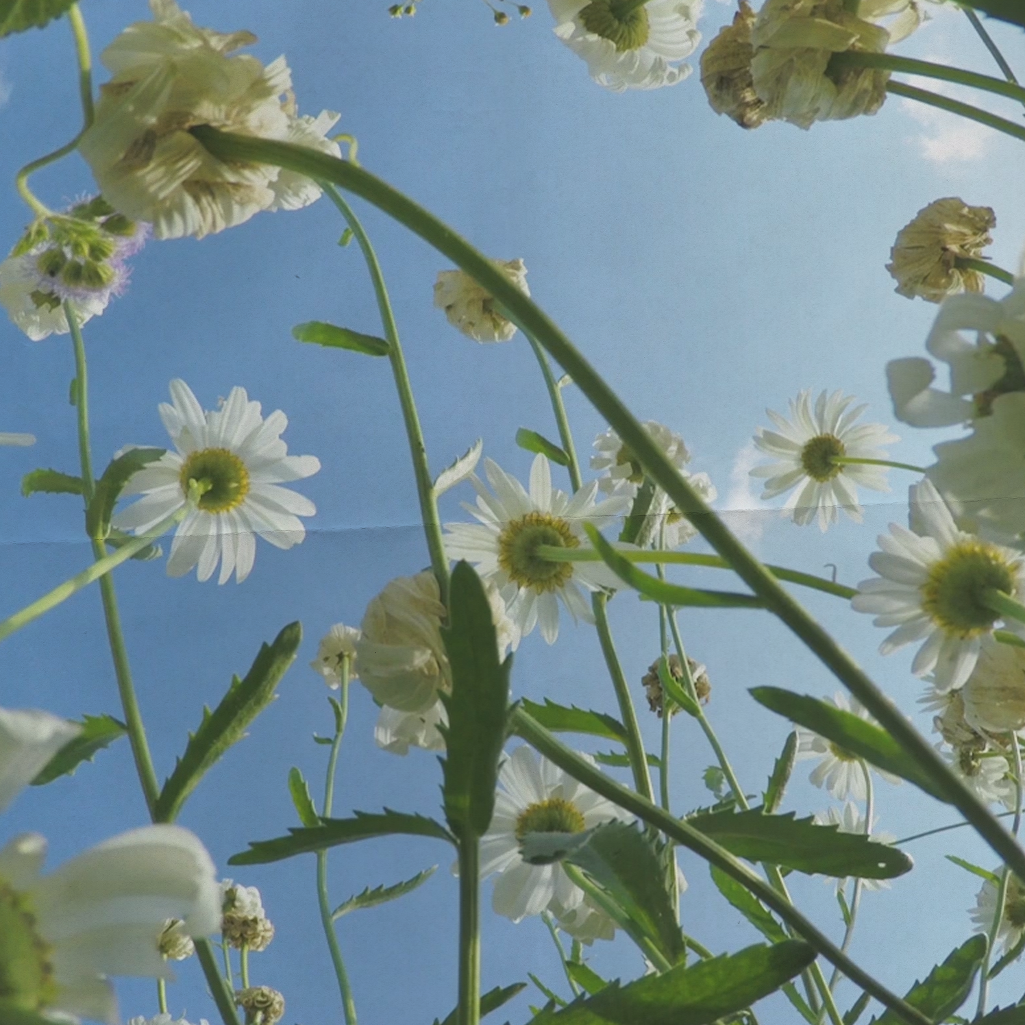 Image of flowers 