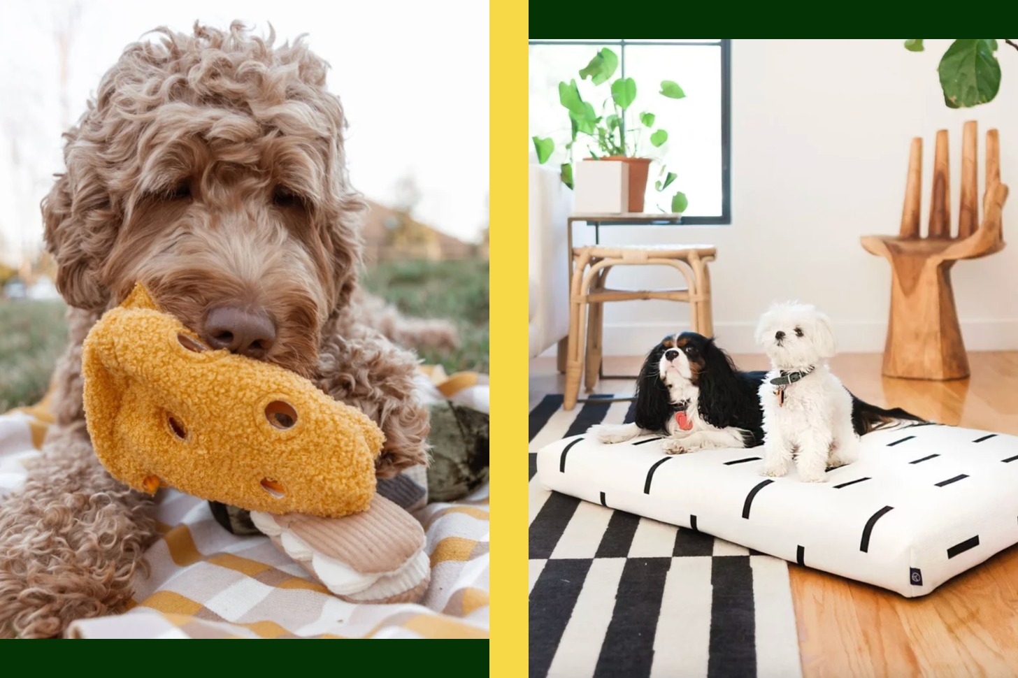 Images of dogs