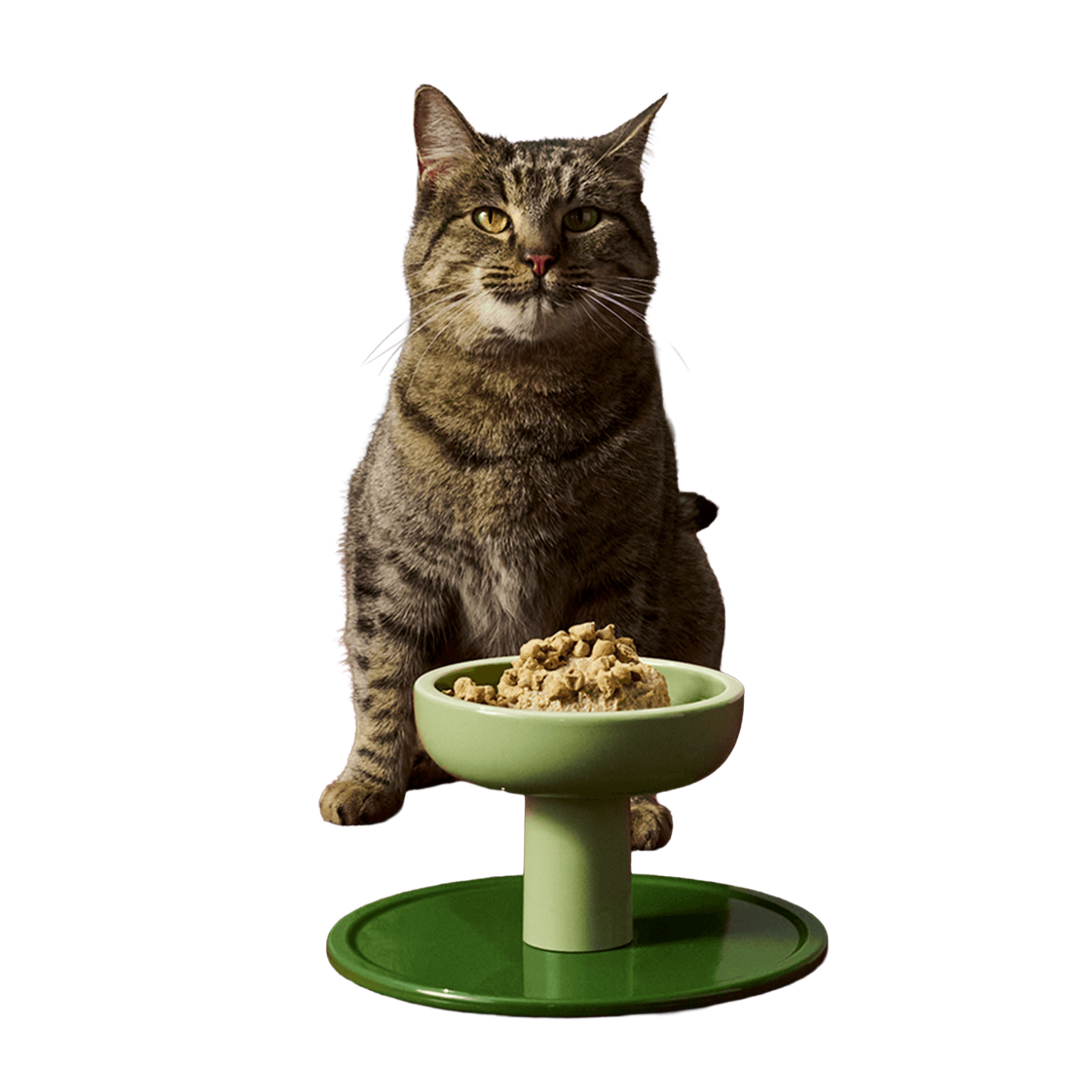 Tabby cat with elevated green cat food bowl