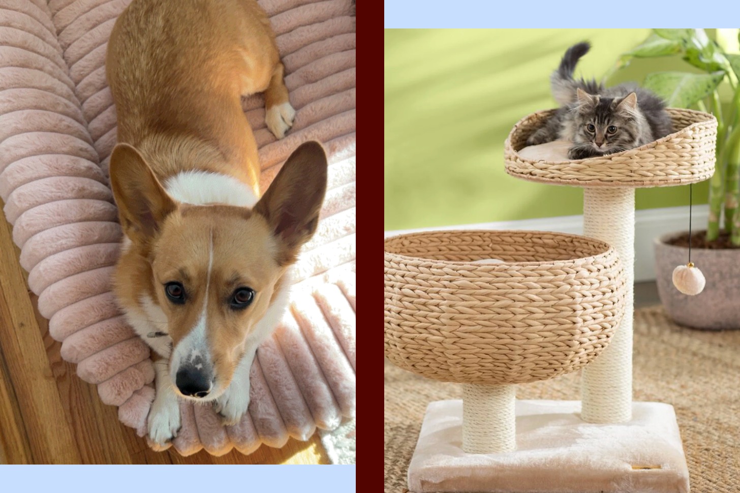 Images of a dog and cat tree