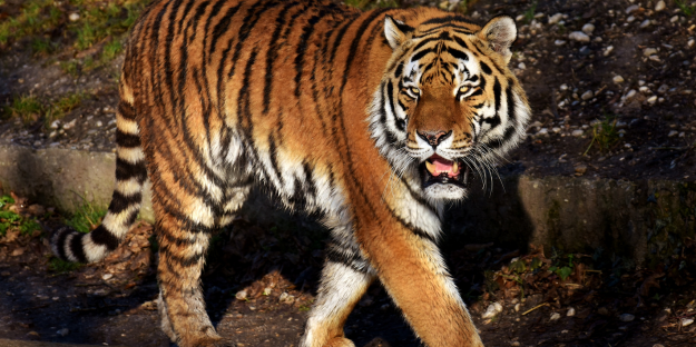 TigerJack Exploits Developer Tools in Global Supply Chain Attack