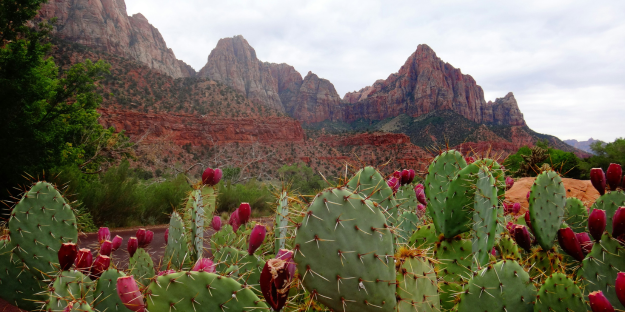 Cacti SNMP Flaw Enables Remote Command Injection Attacks Cacti SNMP Flaw Enables Remote Command Injection Attacks