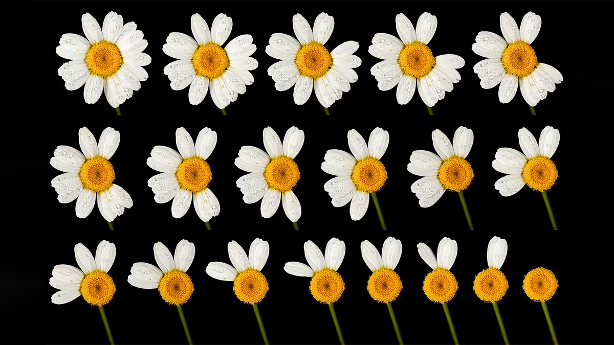 Three rows of white daisies with yellow centers, each flower showing fewer petals than the one before it against a black background.